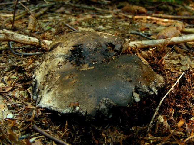 Qualche russula